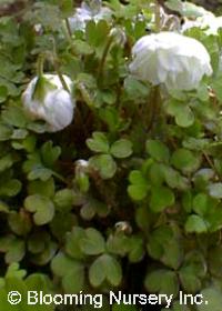 Oxalis magellanica 'Nelson'